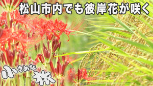 松山市内でもようやく彼岸花が咲き始めました